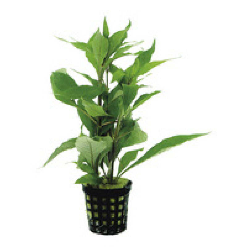 6x Nomaphila Stricta